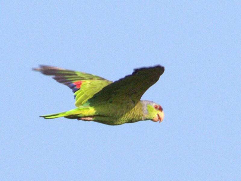 Amazone à couronne lilas