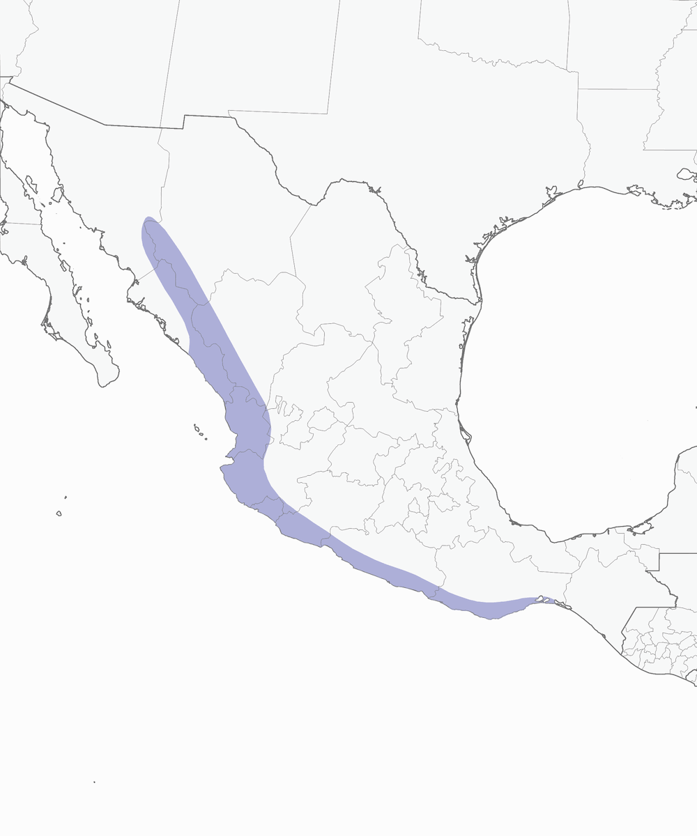 Amazona Corona Lila, Distribución 1