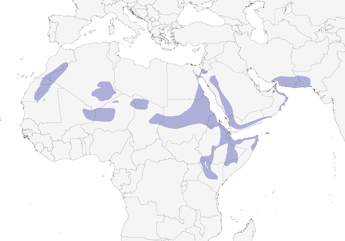 Grandule di Lichtenstein, Distribuzione 1
