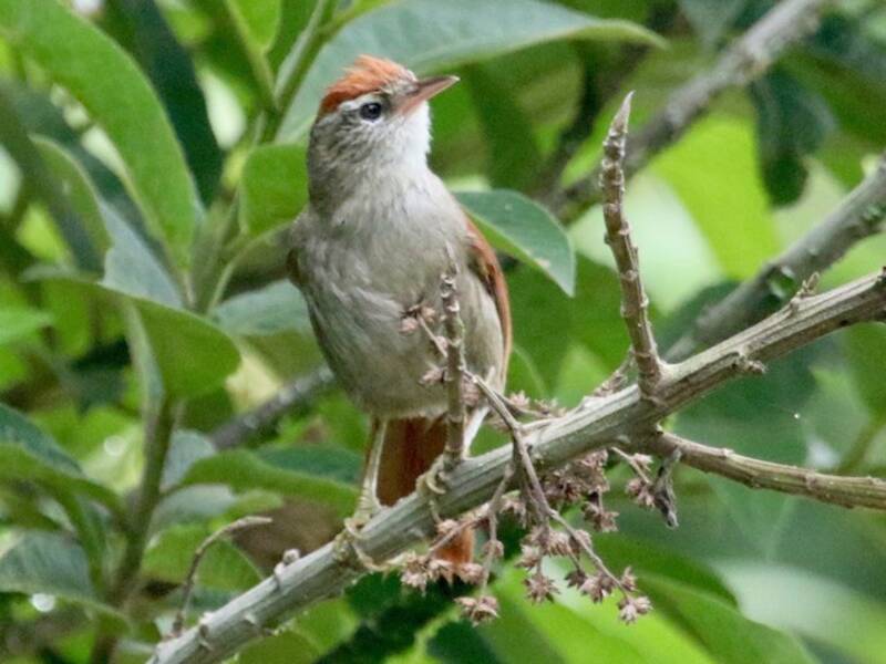 Line-cheeked Spinetail, Photos 3