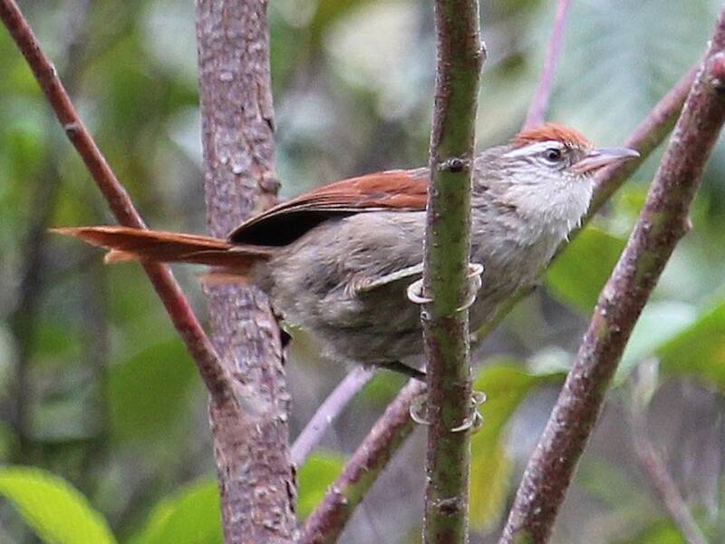 Line-cheeked Spinetail, Photos 4
