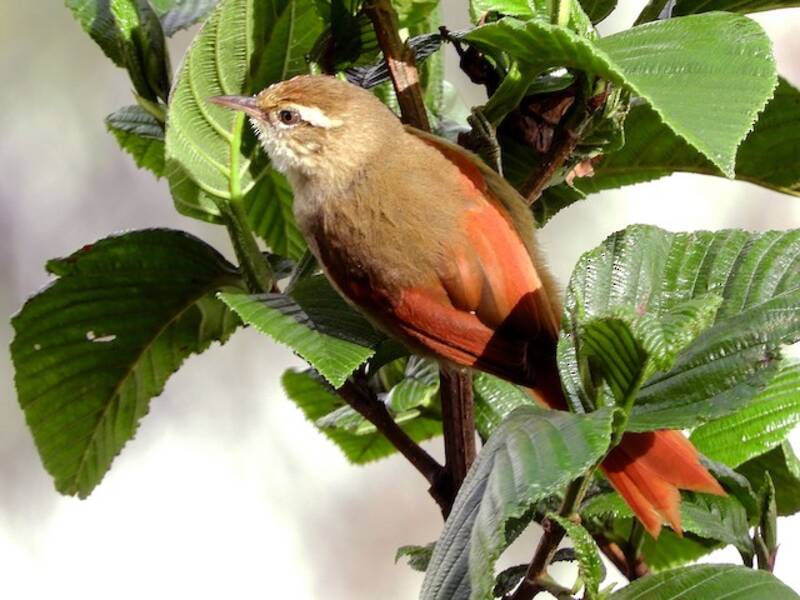 Line-cheeked Spinetail, Photos 2