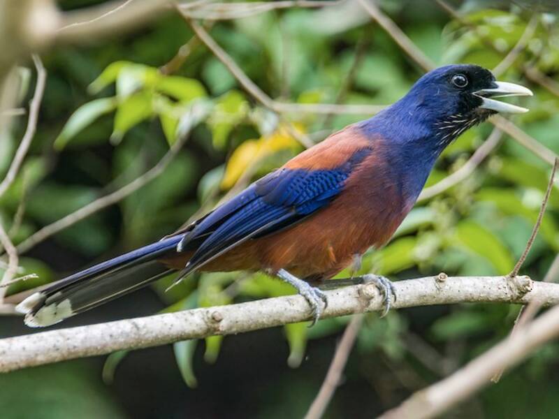 Lidth's Jay, 照片 3