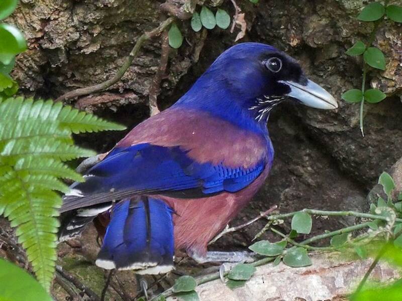 Lidth's Jay, 照片 2