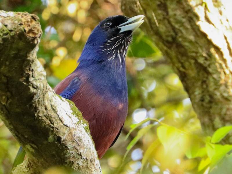 Lidth's Jay, 照片 4