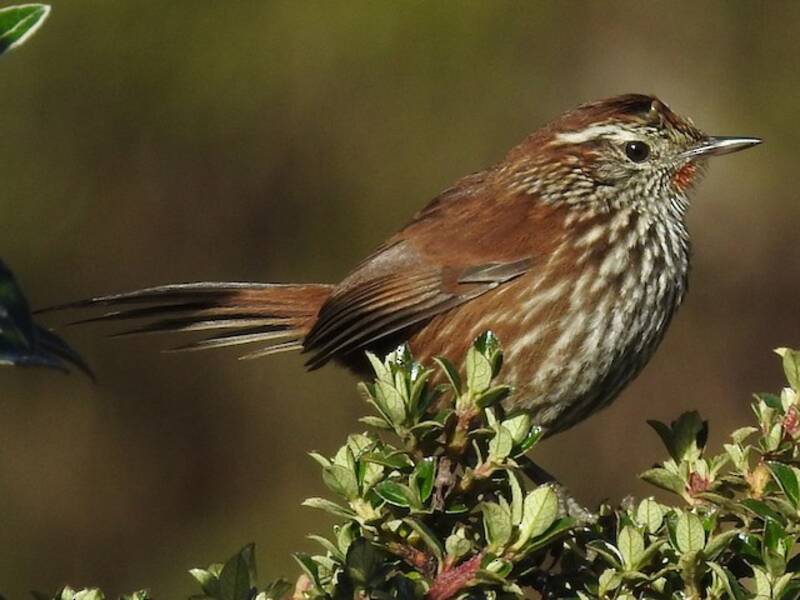 Line-fronted Canastero