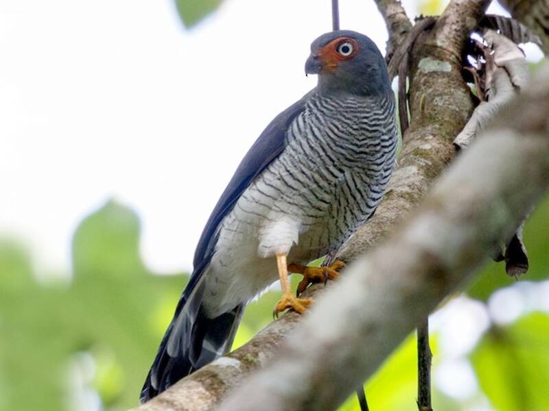 Lined Forest-Falcon