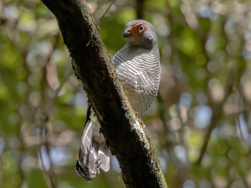 Lined Forest-Falcon, 照片 2