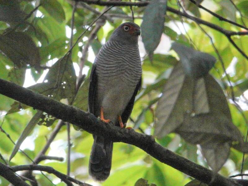 Lined Forest-Falcon, 照片 3
