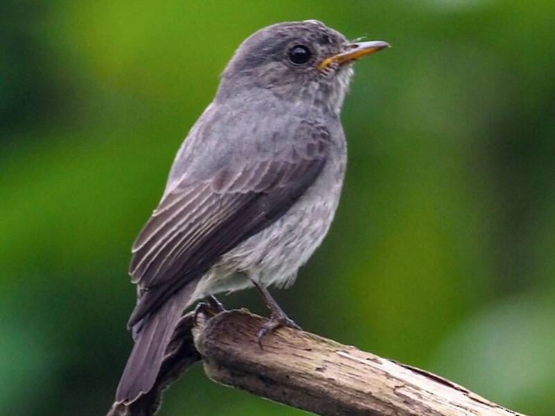 Little Flycatcher, Photos 4