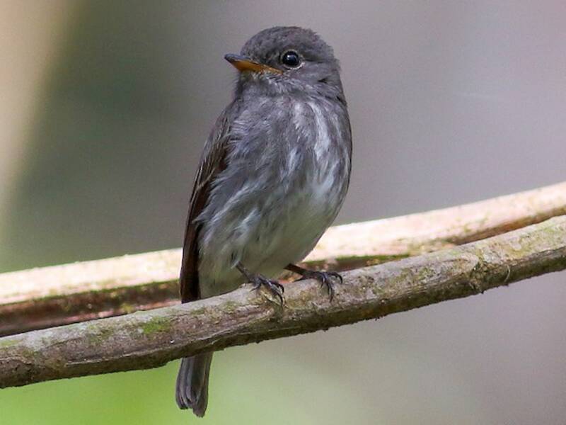 Little Flycatcher, Photos 2