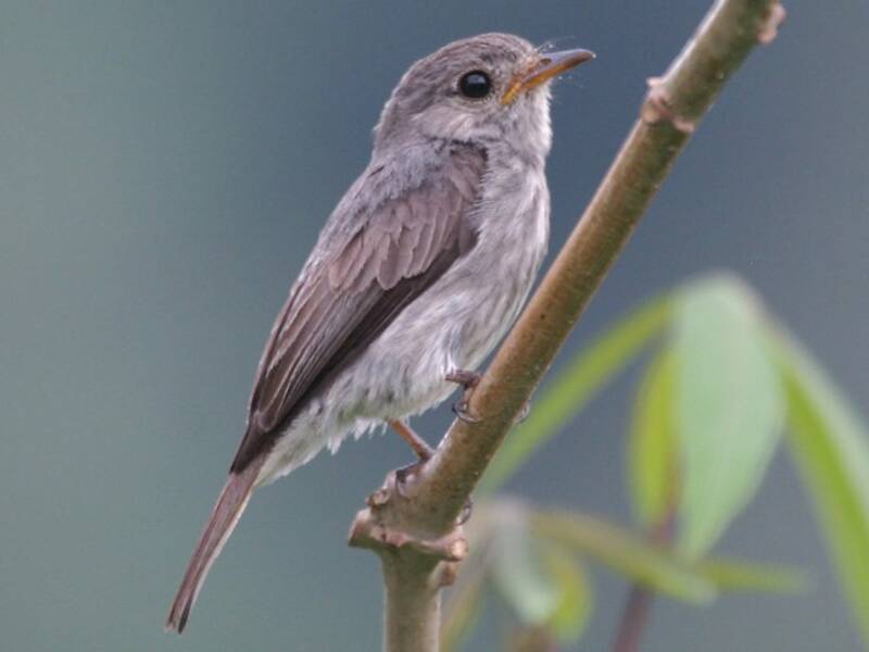 Little Flycatcher, Photos 3