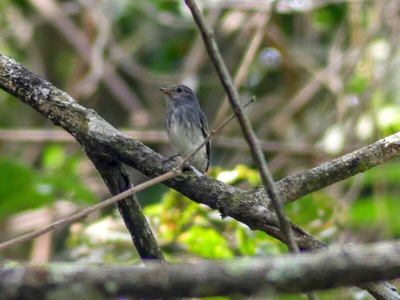 Little Flycatcher