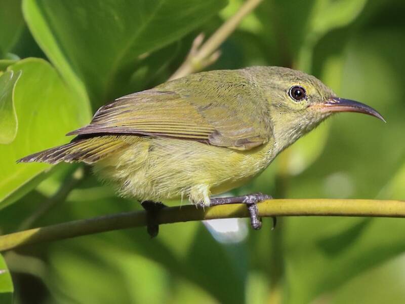 Nettarinia verde minore, Foto 3