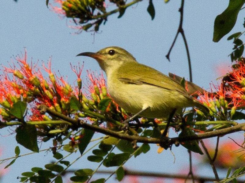 Nettarinia verde minore, Foto 4