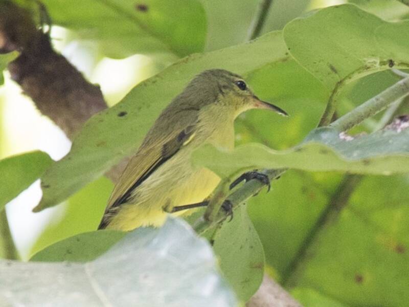 Nettarinia verde minore