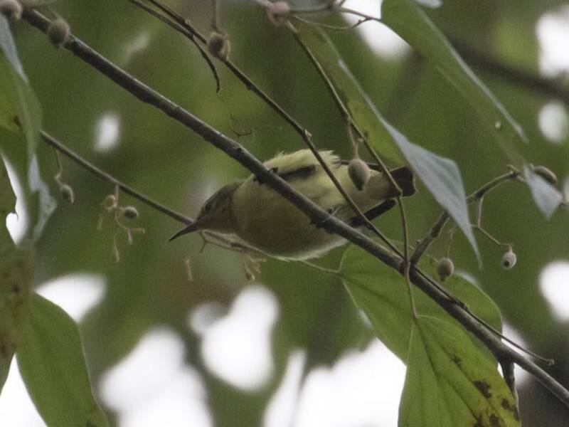 Nettarinia verde minore, Foto 2