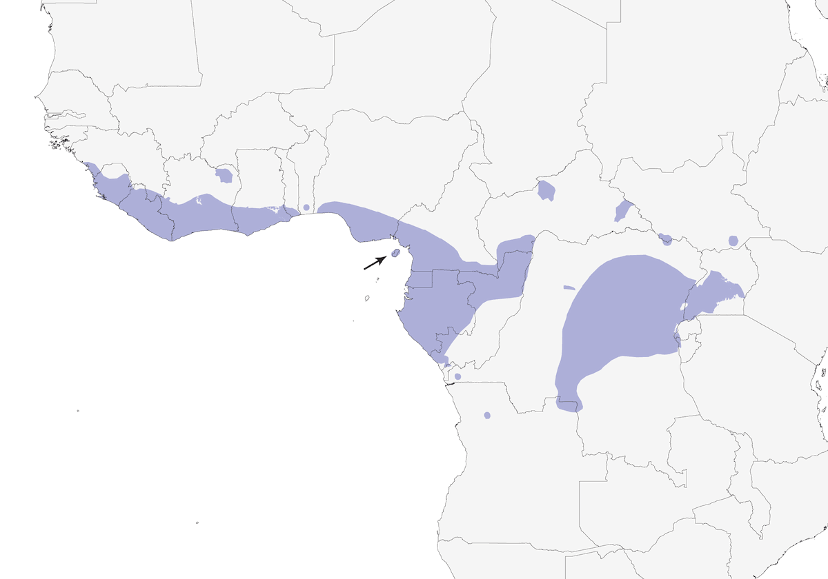 Nettarinia verde minore, Distribuzione 1