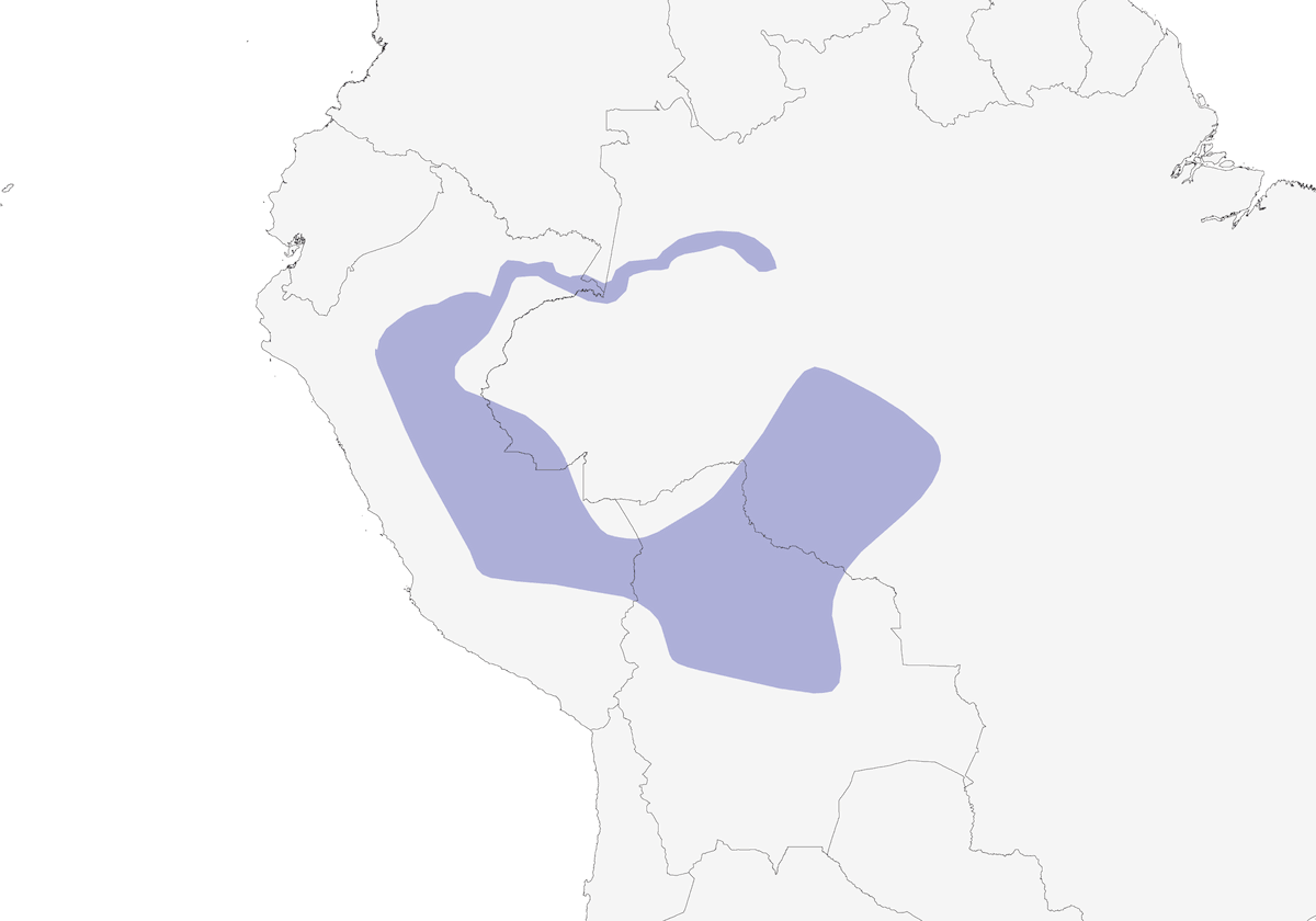 Tirano Terrestre Chico, Distribución 1