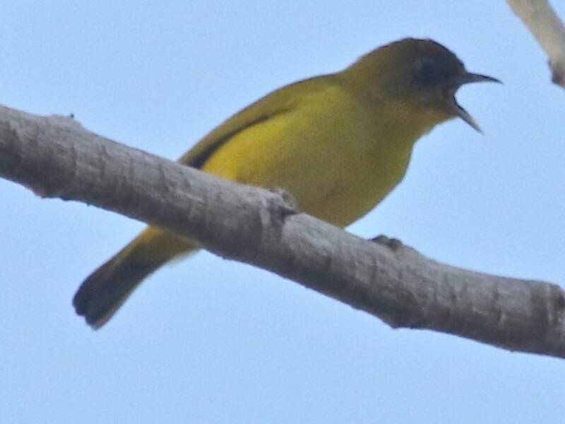 Occhialino di Kai Kecil, Foto 2