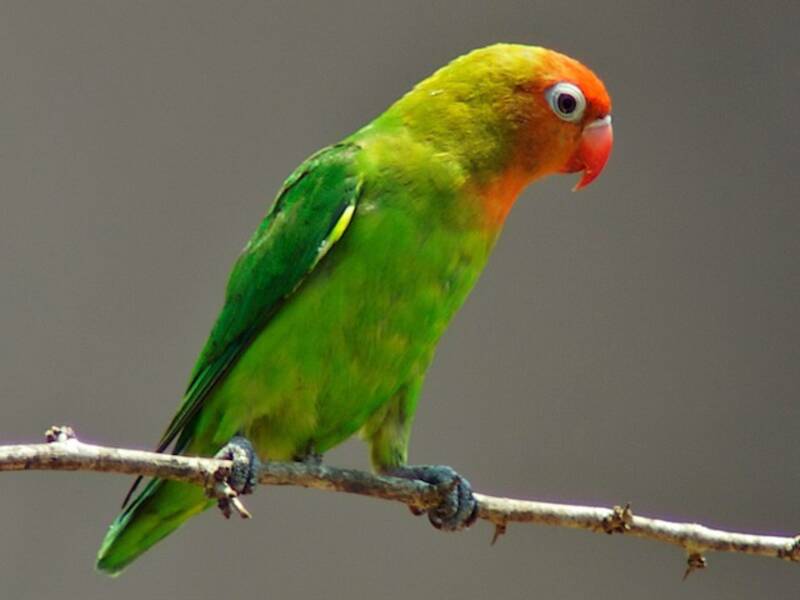 Lilian's Lovebird, Photos 4