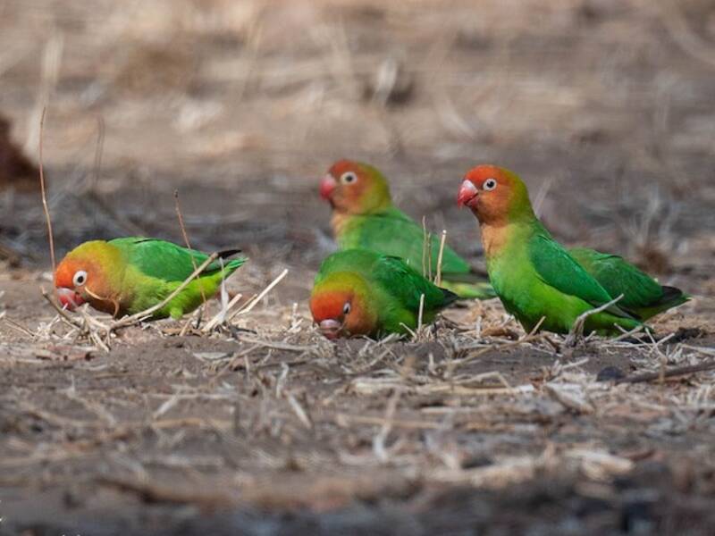 Lilian's Lovebird, Photos 2