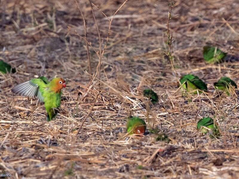 Lilian's Lovebird, Photos 3