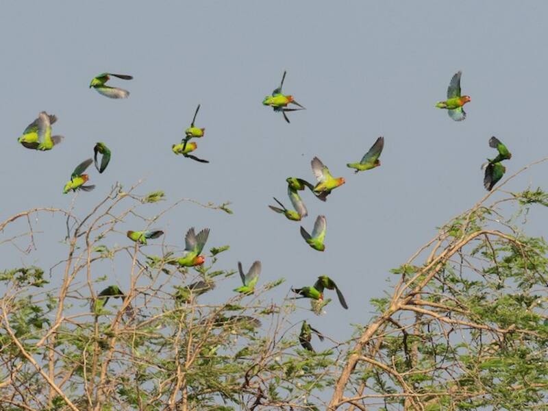 Lilian's Lovebird