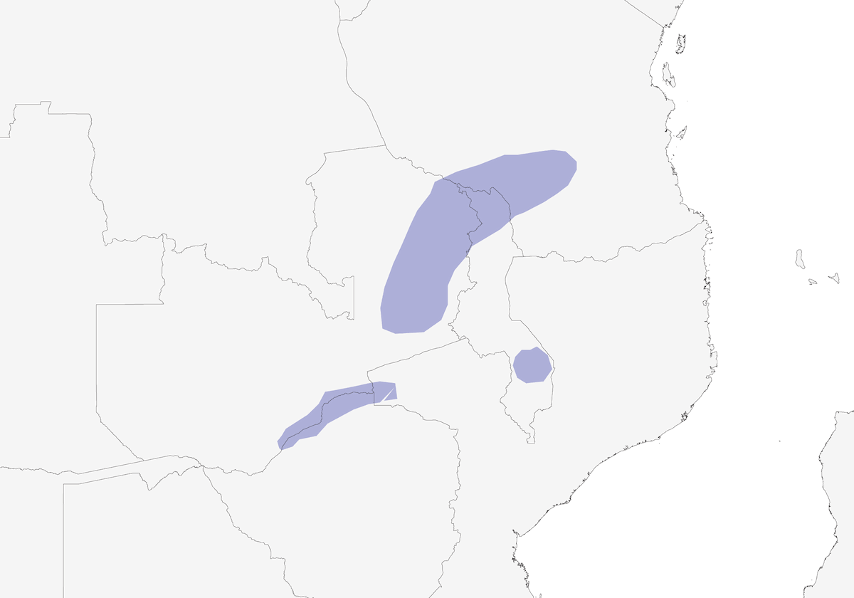 Lilian's Lovebird, Distribution 1