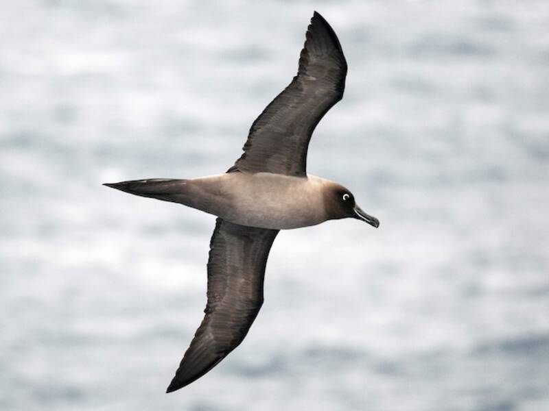 Light-mantled Albatross