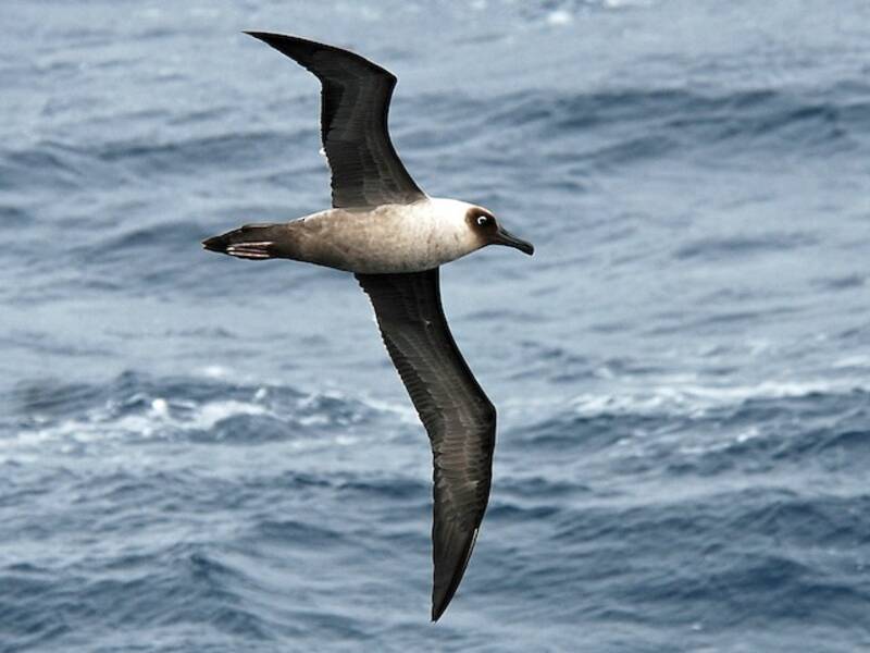 Light-mantled Albatross, 照片 3