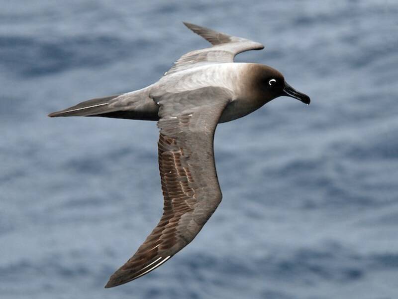 Light-mantled Albatross, 照片 2