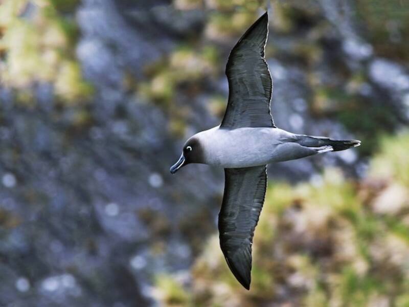 Light-mantled Albatross, 照片 4