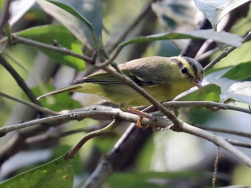 Limestone Leaf Warbler, Photos 3
