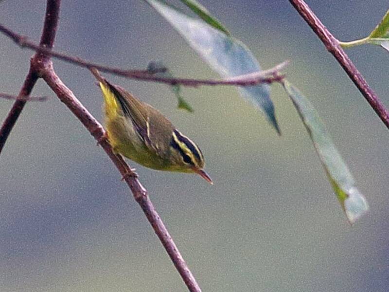 Limestone Leaf Warbler, Photos 2