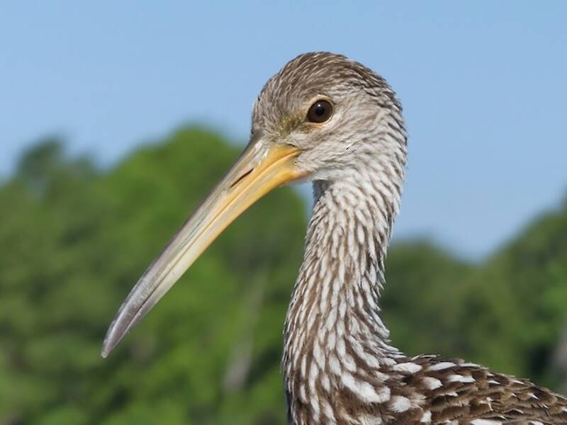 Limpkin (Aramus guarauna)