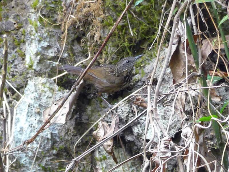 Turdin des calcaires, Photos 4
