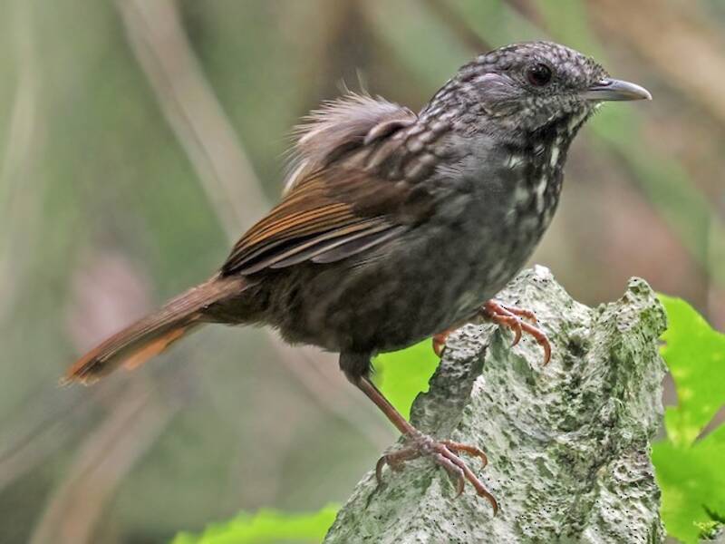 Annam Limestone Babbler, Photos 4
