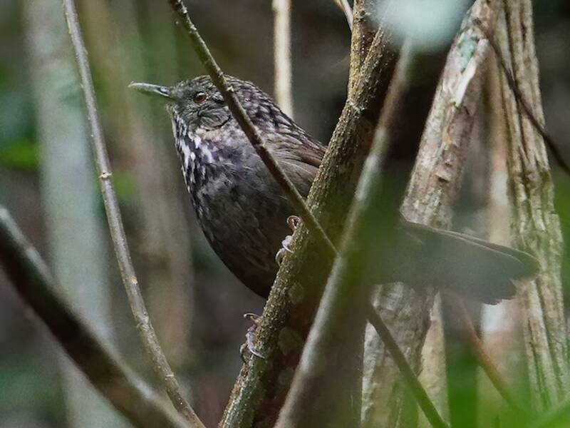 Annam Limestone Babbler, Photos 3