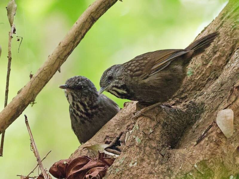 Annam Limestone Babbler, Photos 2