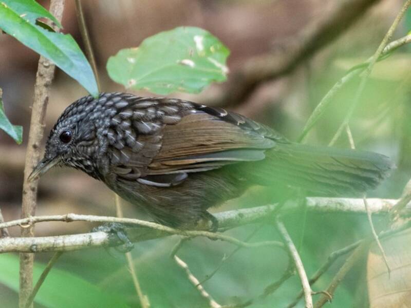 Annam Limestone Babbler