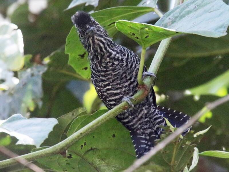 Lined Antshrike (Thamnophilus tenuepunctatus)