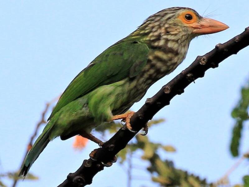 Lineated Barbet, Photos 3