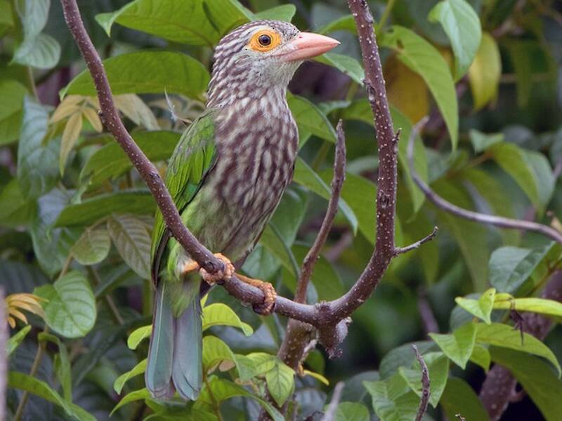 Lineated Barbet, Photos 2