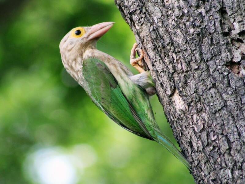 Lineated Barbet, Photos 4