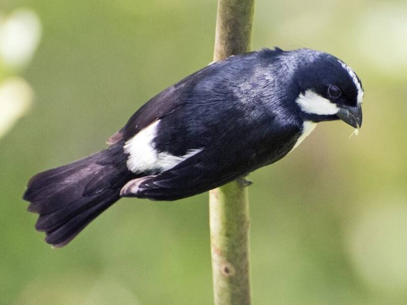 Lined Seedeater