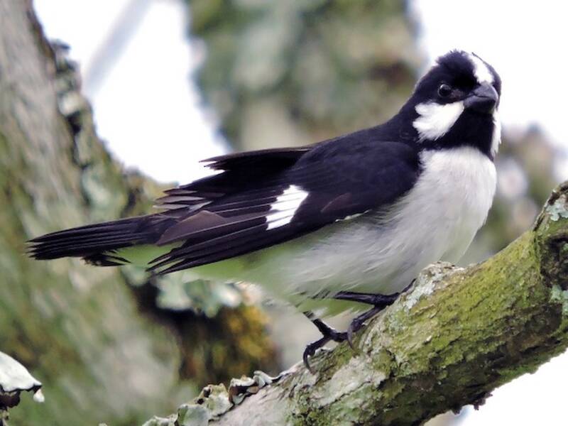Lined Seedeater, Photos 3