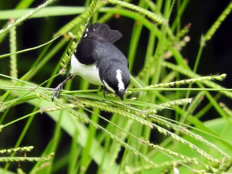 Lined Seedeater, Photos 4