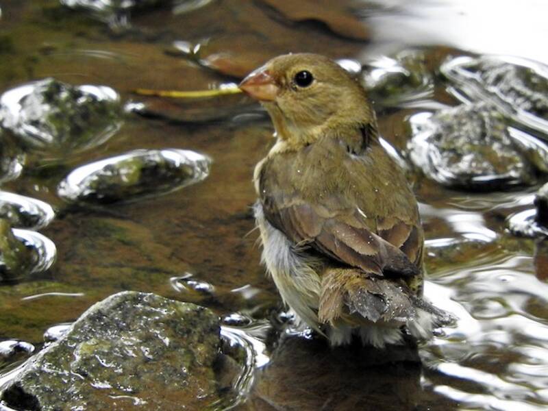 Lined Seedeater, Photos 2