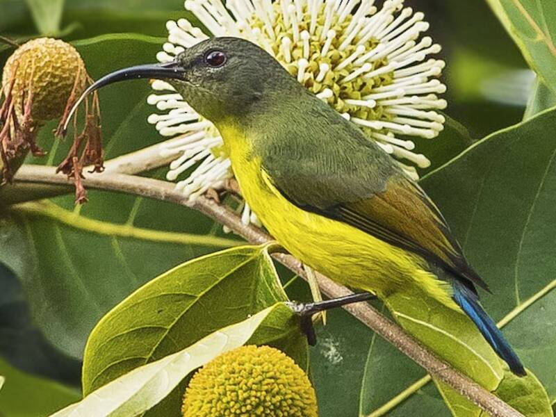 Linas Nektarvogel, Fotos 4